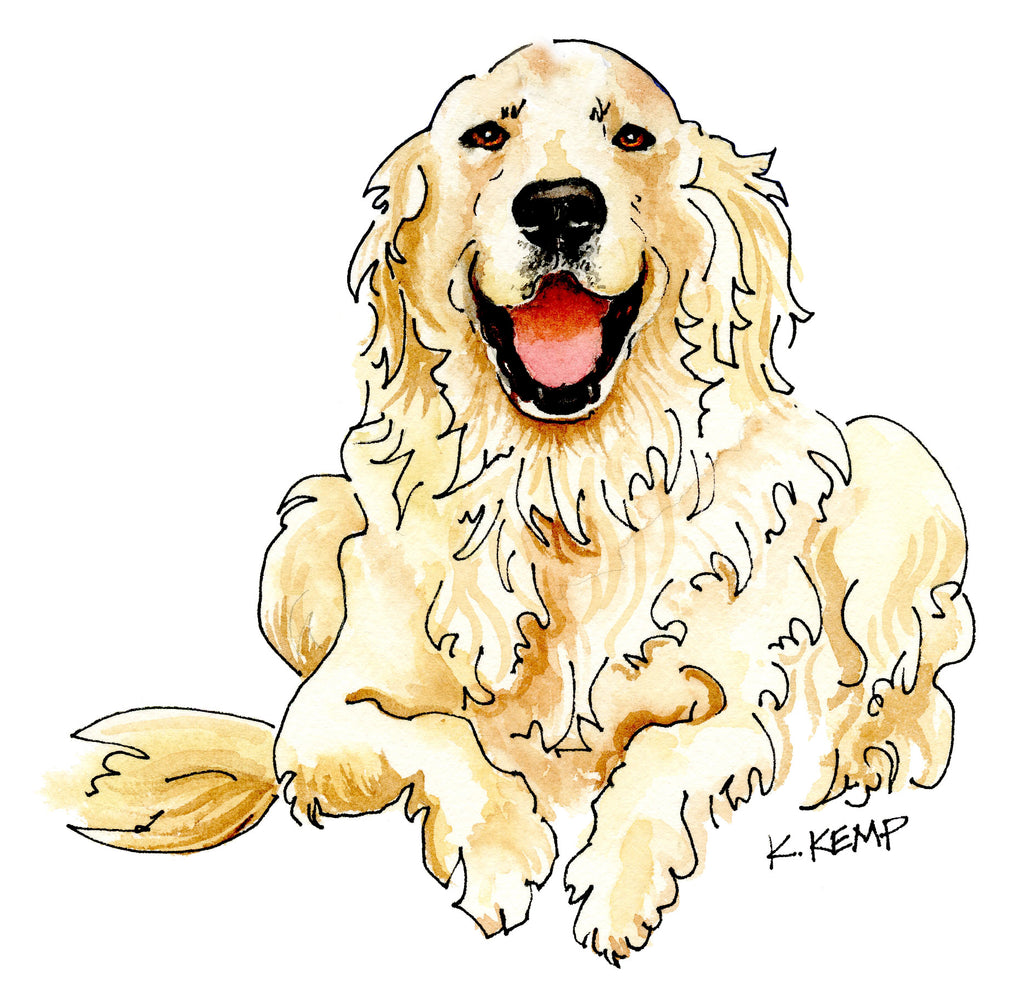 English Cream Retriever