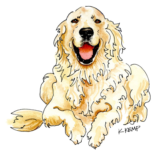 English Cream Retriever