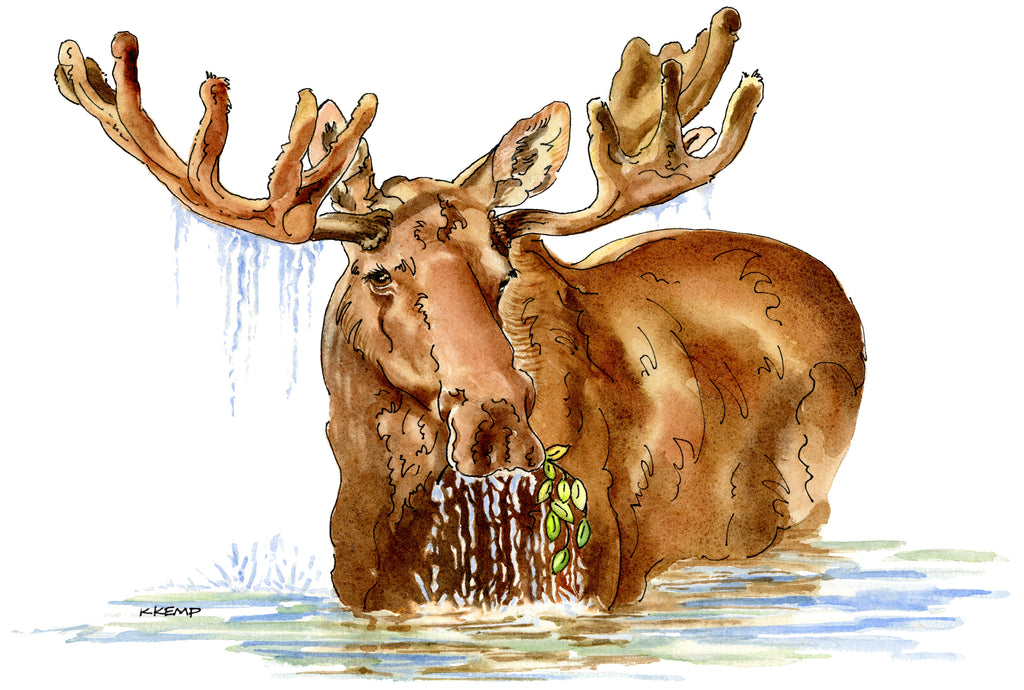 Moose in Water