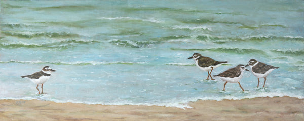 Sandpiper Plovers at the seashore